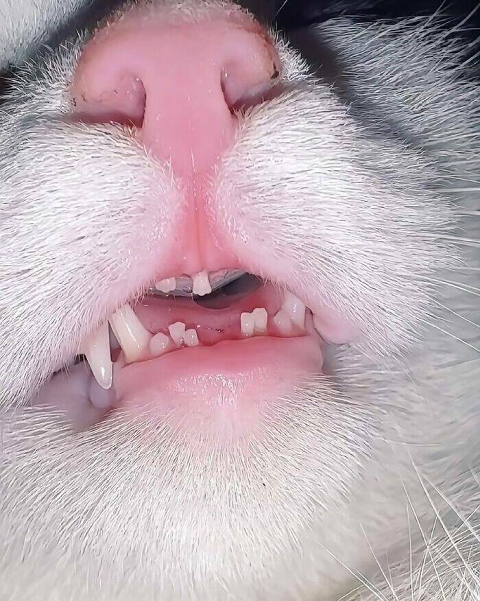 Whiskers, Chaos, and Cuteness Whiskers, Chaos, and Cuteness