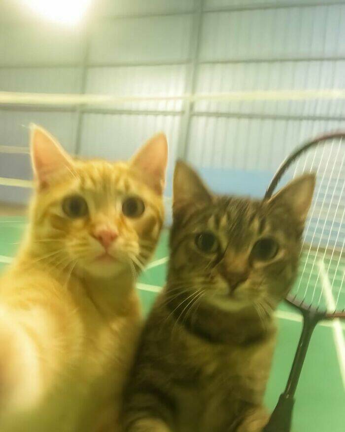 Whiskers, Chaos, and Cuteness Whiskers, Chaos, and Cuteness