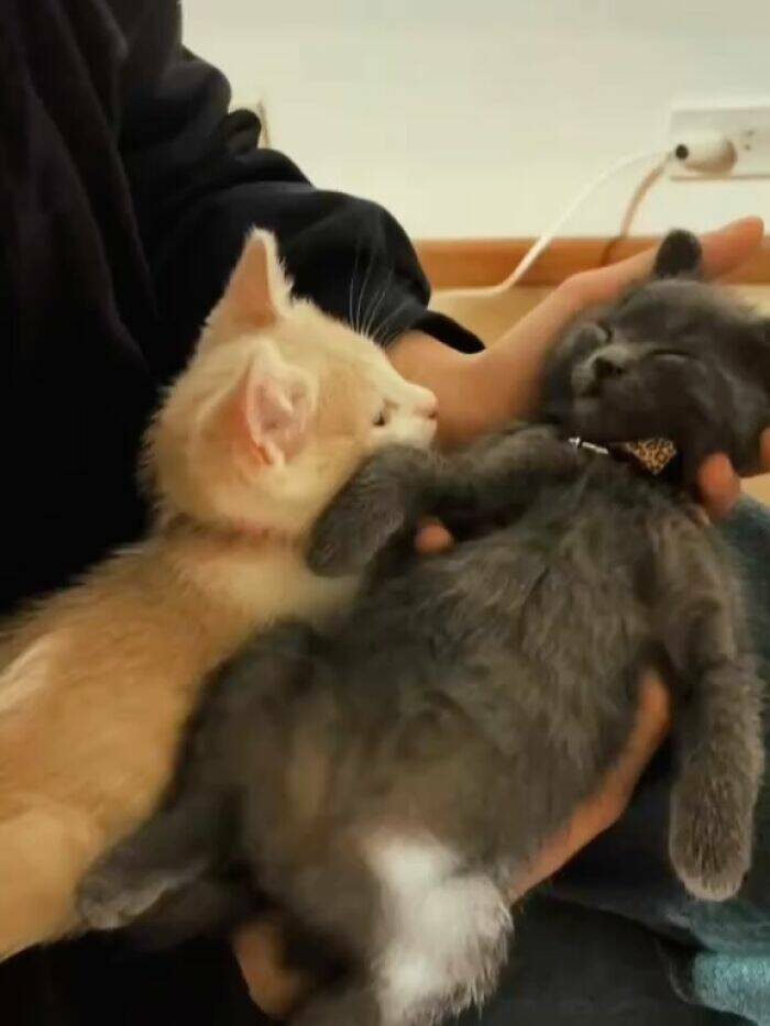 Whiskers, Chaos, and Cuteness Whiskers, Chaos, and Cuteness