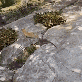 Daily Gifdump Daily Gifdump