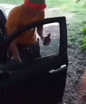 Daily Gifdump Daily Gifdump