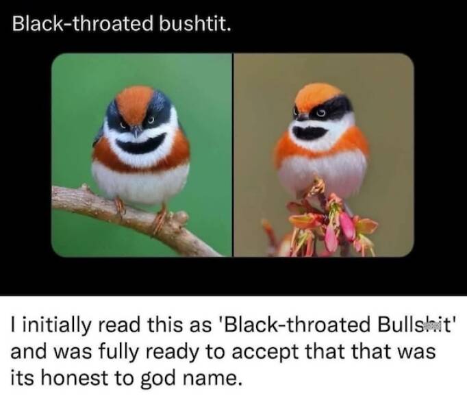 Daily Picdump Daily Picdump