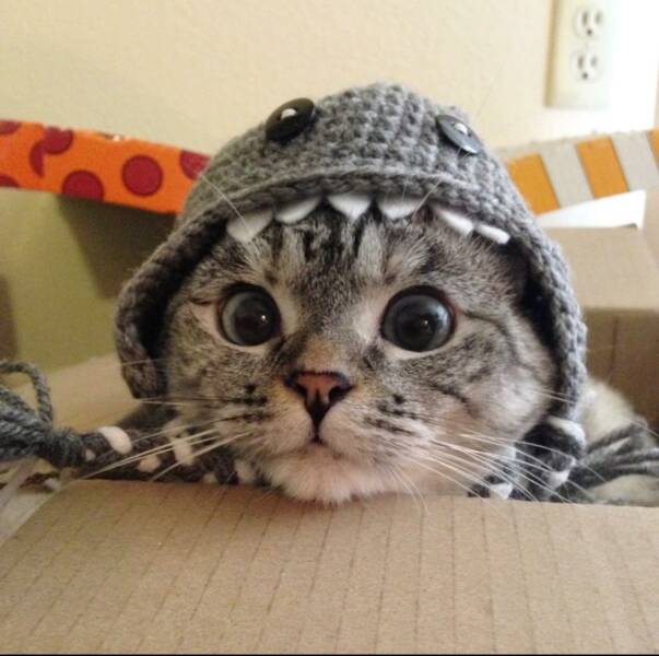 Daily Picdump Daily Picdump