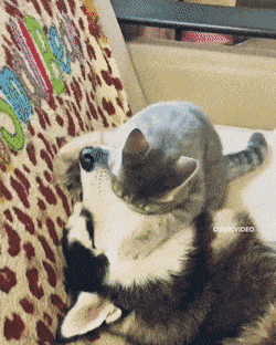 Daily Gifdump Daily Gifdump