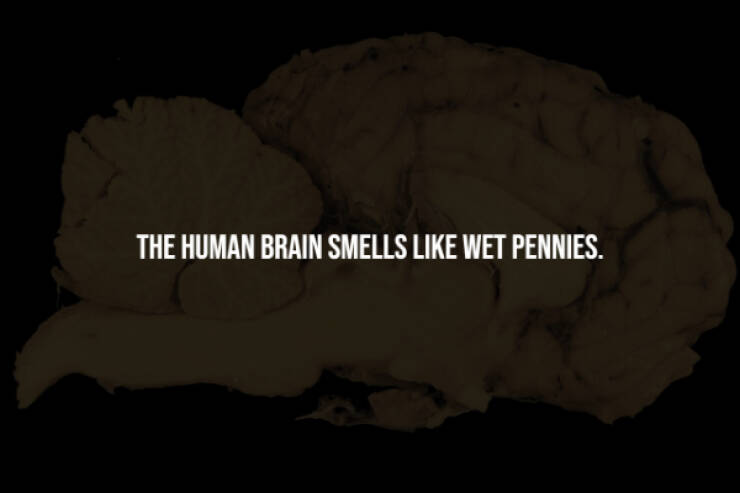 Creepy Facts You Can’t Unknow