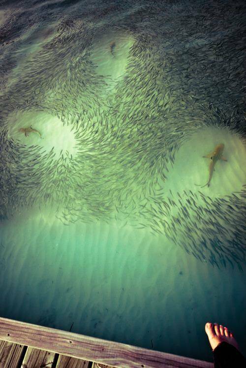 Daily Picdump Daily Picdump