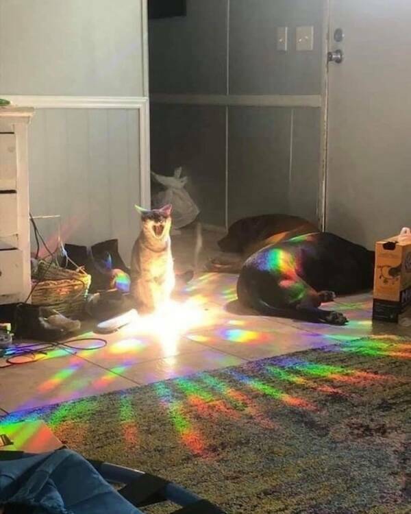 Images That Radiate Pure Good Vibes