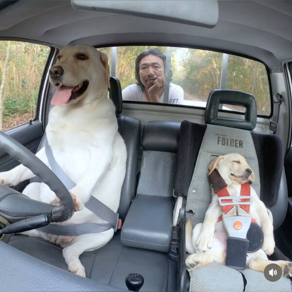 Paws, Claws, and LOLs