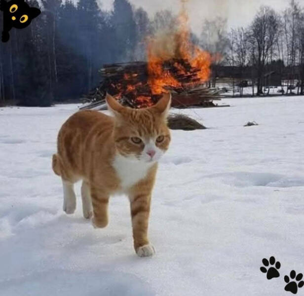 Paws, Claws, and LOLs