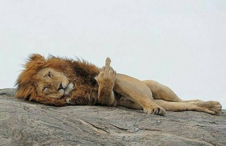 Paws, Claws, and LOLs