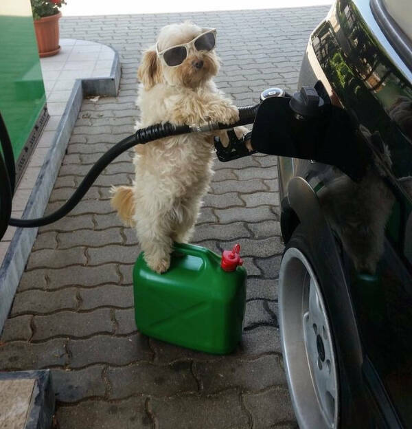 Paws, Claws, and LOLs