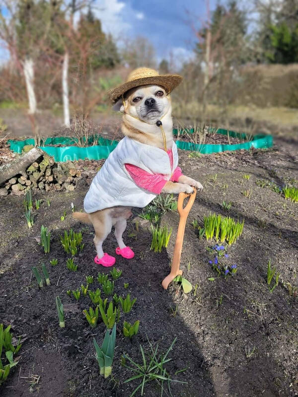 Paws, Claws, and LOLs