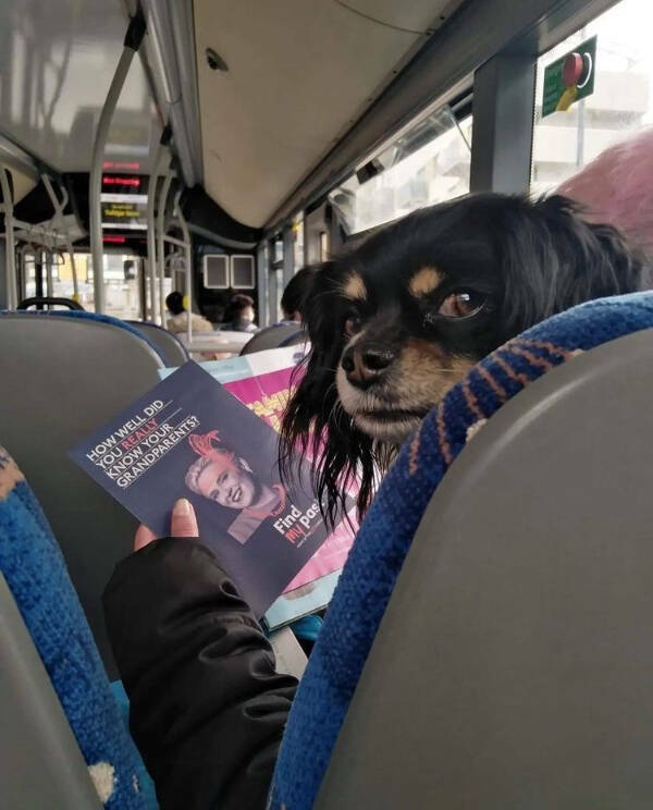 Paws, Claws, and LOLs