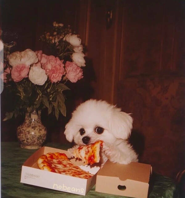 Paws, Claws, and LOLs