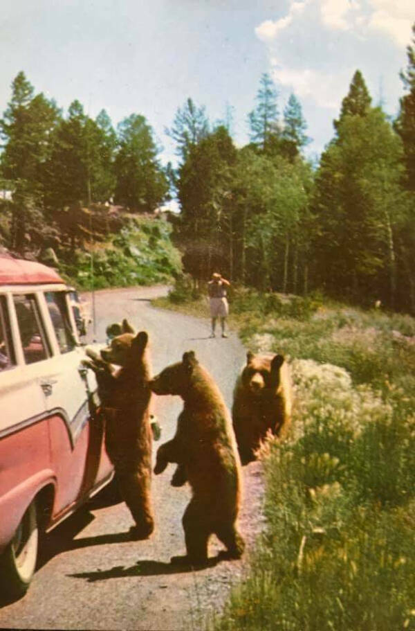 Paws, Claws, and LOLs