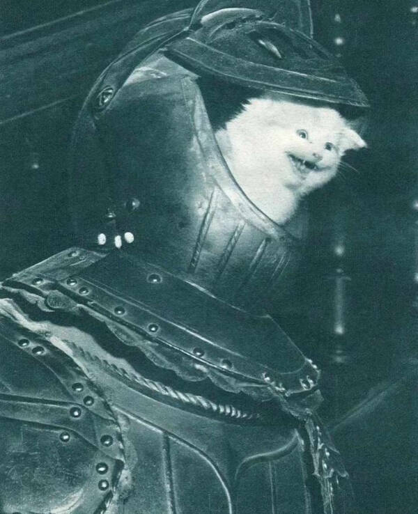 Paws, Claws, and LOLs