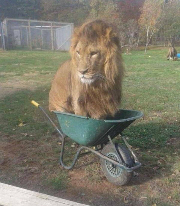 Paws, Claws, and LOLs