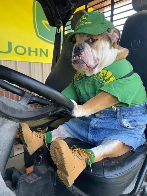 Paws, Claws, and LOLs