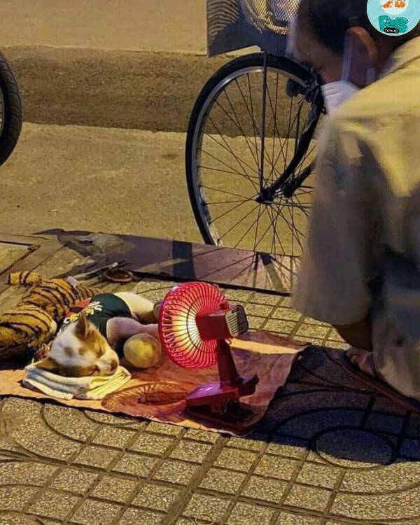 Paws, Claws, and LOLs