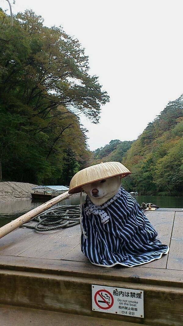 Paws, Claws, and LOLs