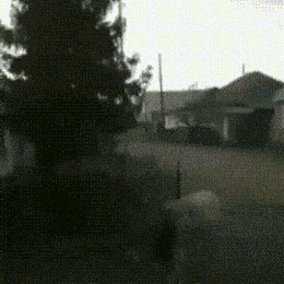 Daily Gifdump Daily Gifdump