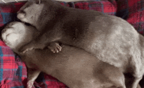 Daily Gifdump Daily Gifdump