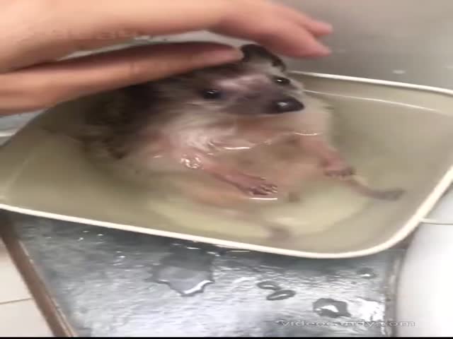 Mini Jacuzzi