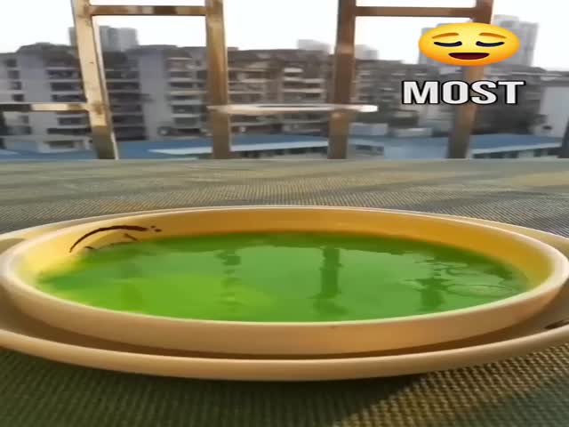 Mesmerizing