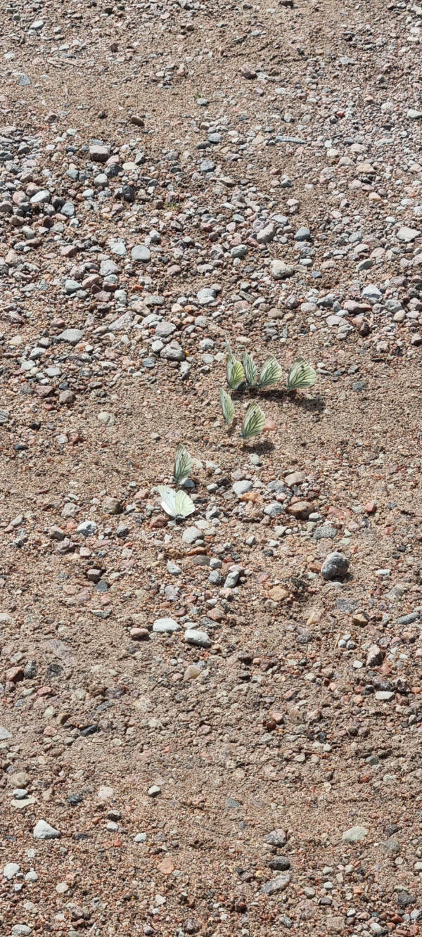 Fascinating Moments Caught on Camera