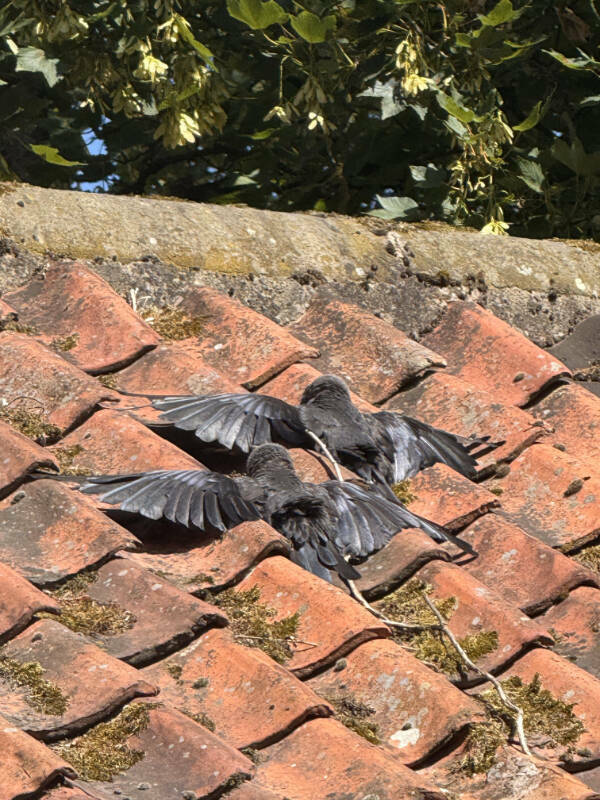 Fascinating Moments Caught on Camera