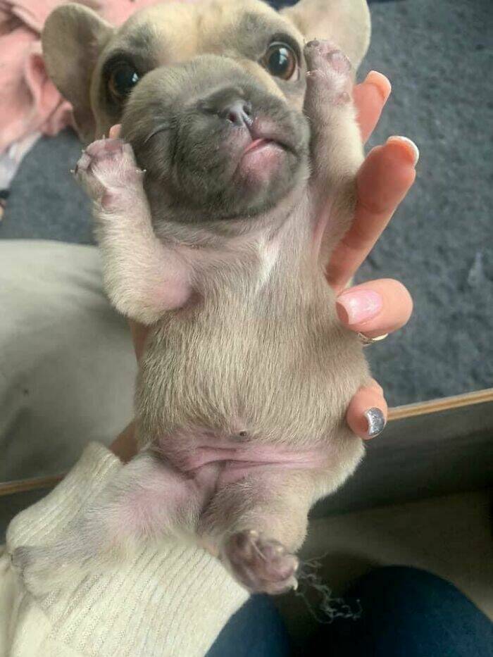 The Cutest Dogs Ever