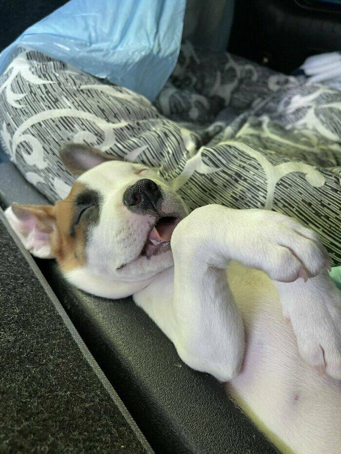 The Cutest Dogs Ever