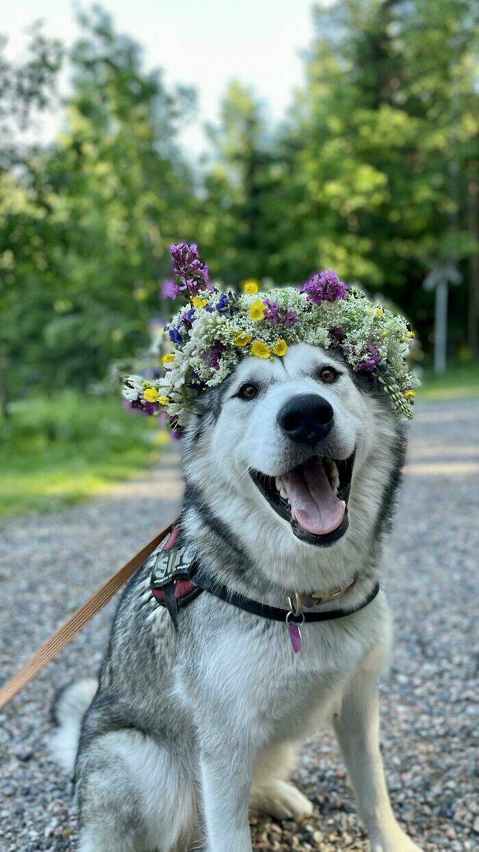 The Cutest Dogs Ever