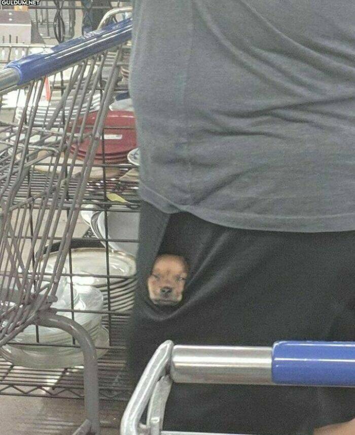 The Cutest Dogs Ever