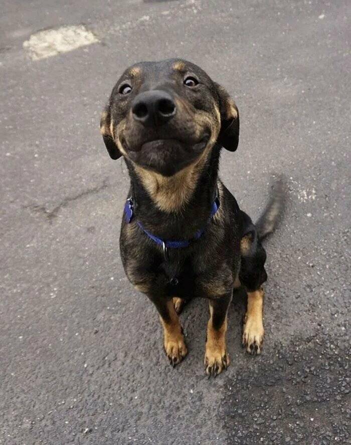 The Cutest Dogs Ever