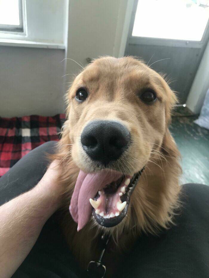 The Cutest Dogs Ever