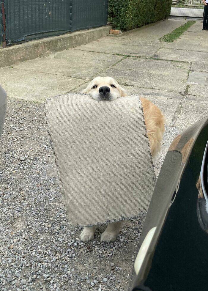 The Cutest Dogs Ever