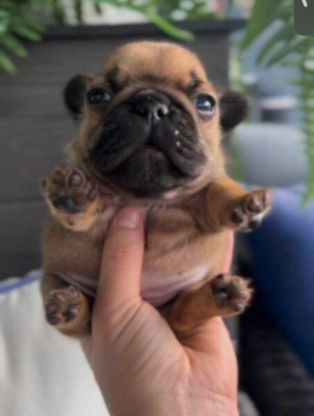 The Cutest Dogs Ever