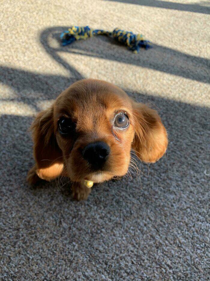 The Cutest Dogs Ever