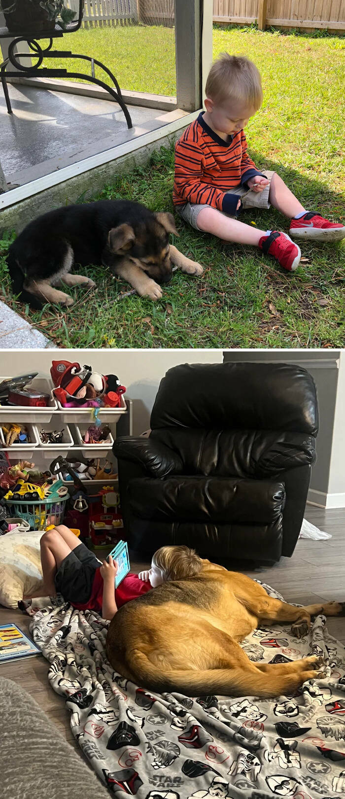 The Cutest Dogs Ever