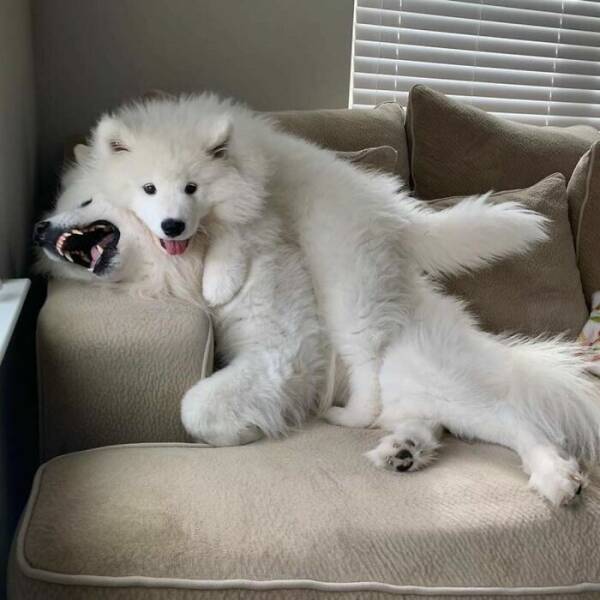 The Cutest Dogs Ever