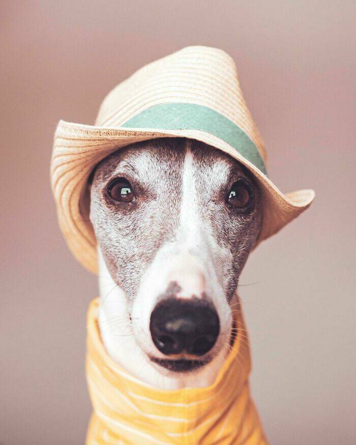 The Cutest Dogs Ever