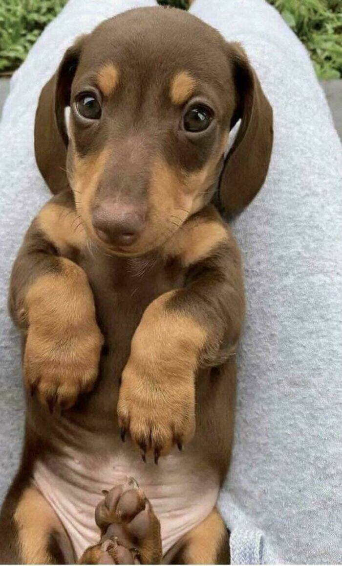 The Cutest Dogs Ever