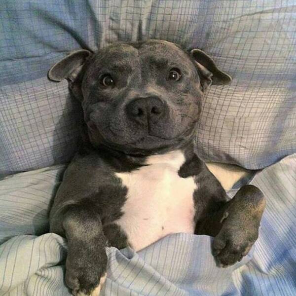 The Cutest Dogs Ever