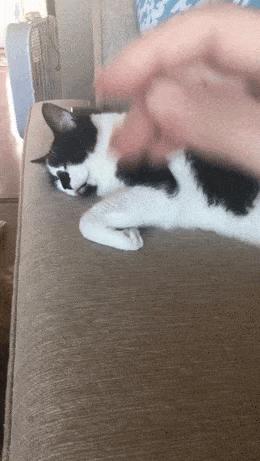 Daily Gifdump Daily Gifdump