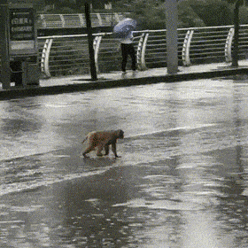 Daily Gifdump Daily Gifdump