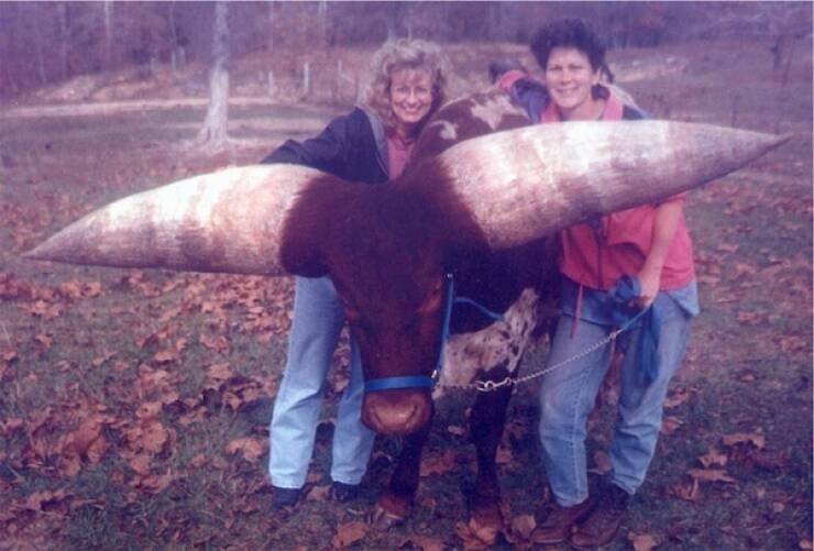 Supersized Stuff That’s Hard to Believe