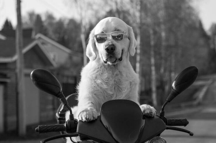 World Records Held by Dogs