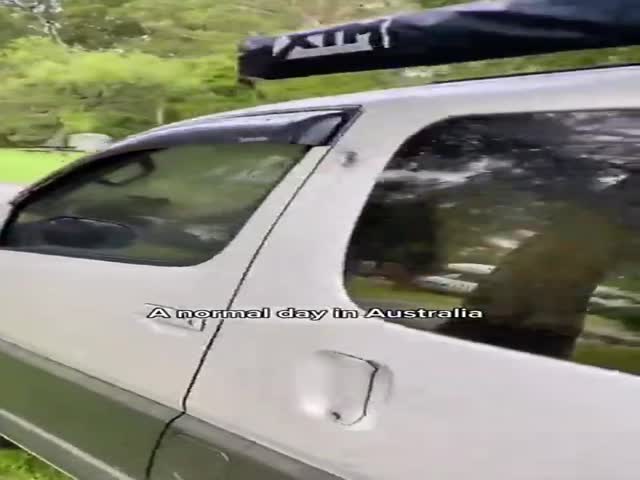 An Ordinary Day in Australia