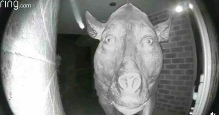 Cursed Pics You Can’t Unsee